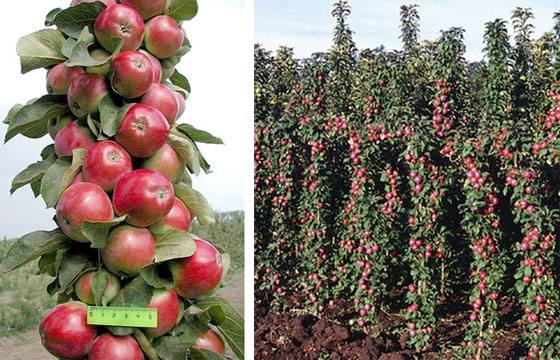 Колоновидные яблони: тонкости выращивания - фото