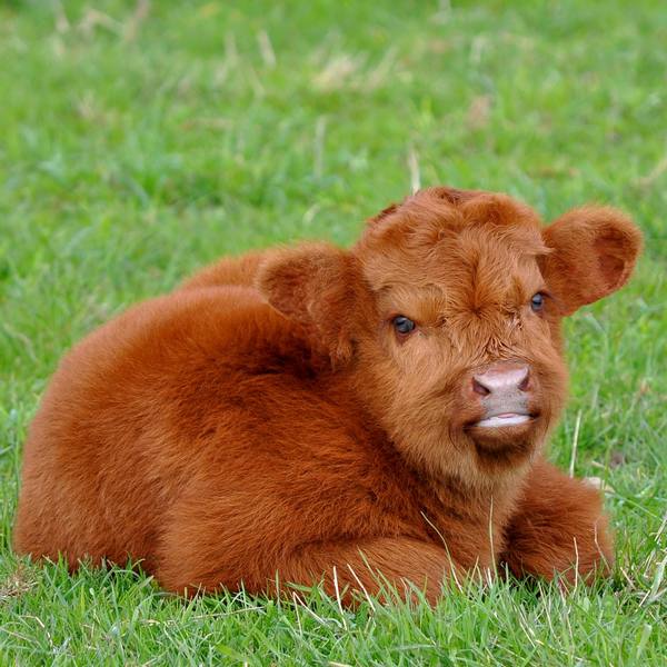 Особенности породы комолых коров с фото