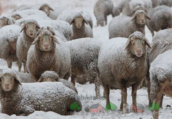 Что нужно знать о зимнем содержании и кормлении овец? с фото