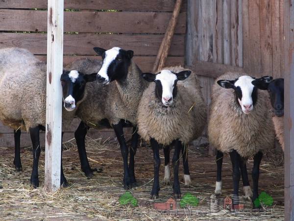 Овцы в домашнем хозяйстве: рассматриваем все основы содержания с фото