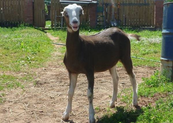 Необычные испанские козы без ушей - Ламанча с фото