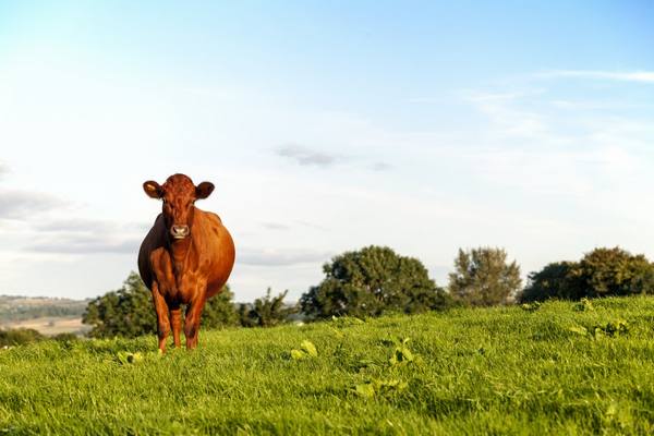 Российская красногорбатовская порода коров с фото