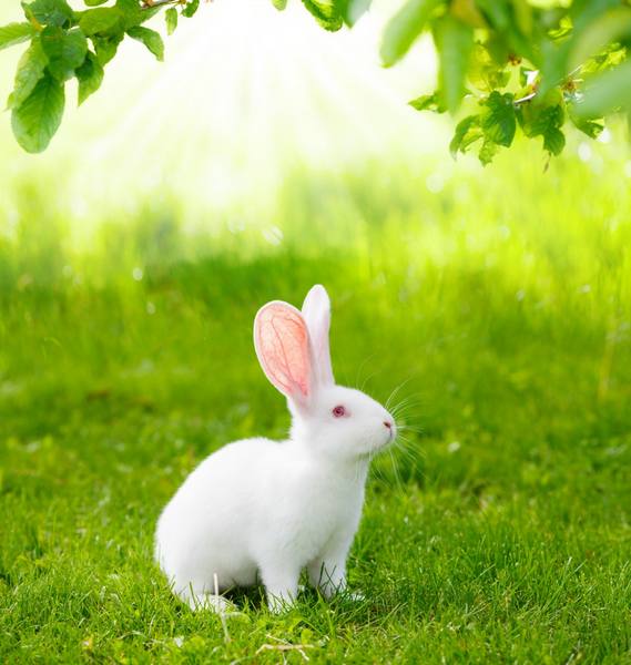 Кролик породы паннон - фото