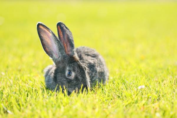 Характеристика кроликов породы ризен - фото