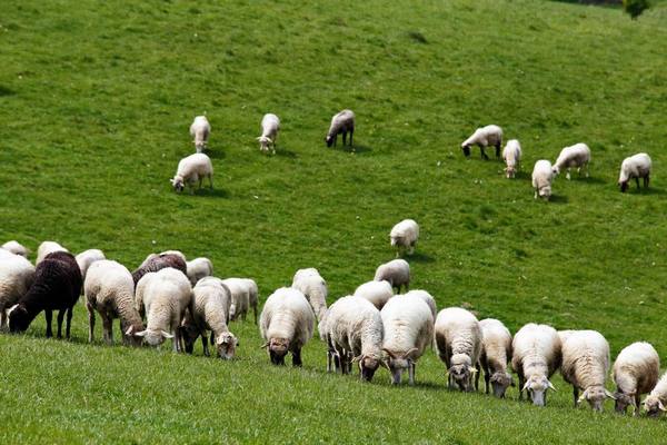 Курдючные овцы и описание пород - фото