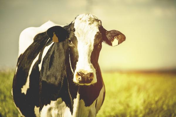 Лейкоз у коров - фото