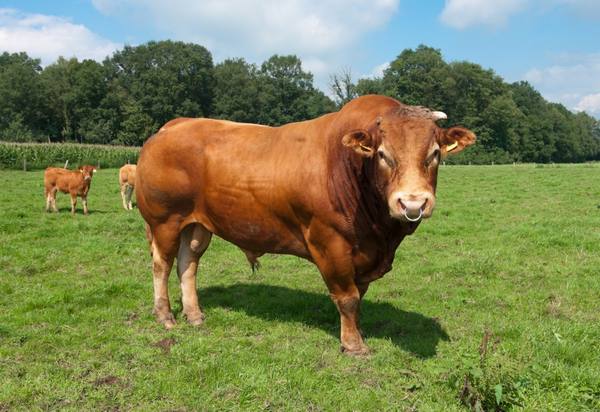 Мясная лимузинская порода коров с фото