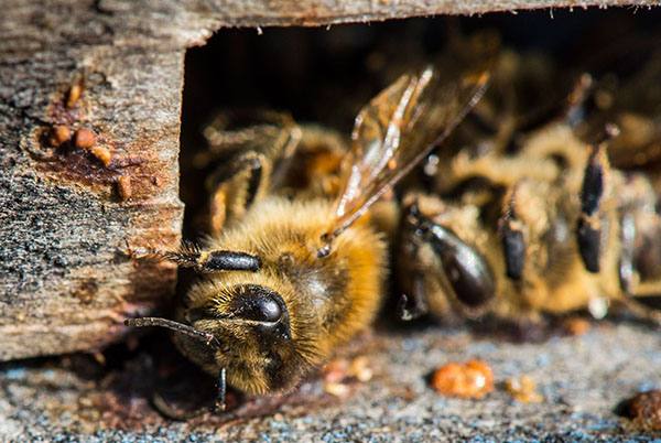 Применение препарата Лозеваль для пчел - фото