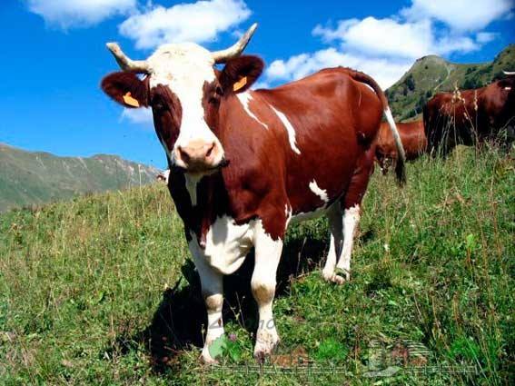 Как визуально определить наличие мастита у коровы и как его вылечить? - фото