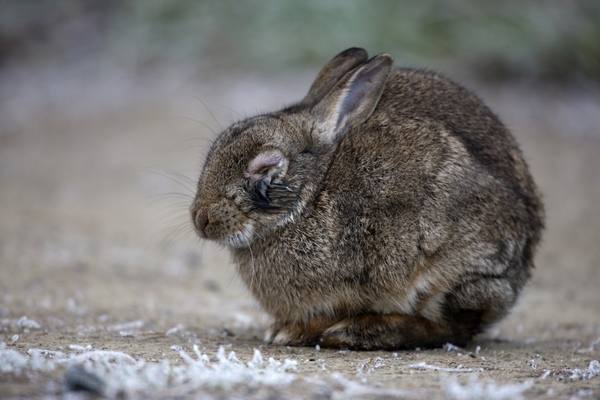 Миксоматоз у кроликов с фото