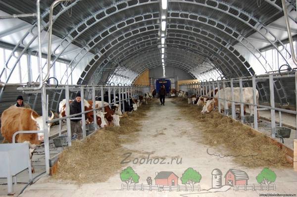 Современная мини ферма для коров и ее устройство с фото