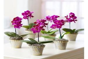Мини орхидея Фаленопсис - уход в домашних условиях - фото