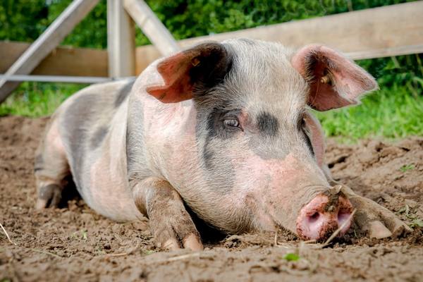 Миргородская порода свиней - фото