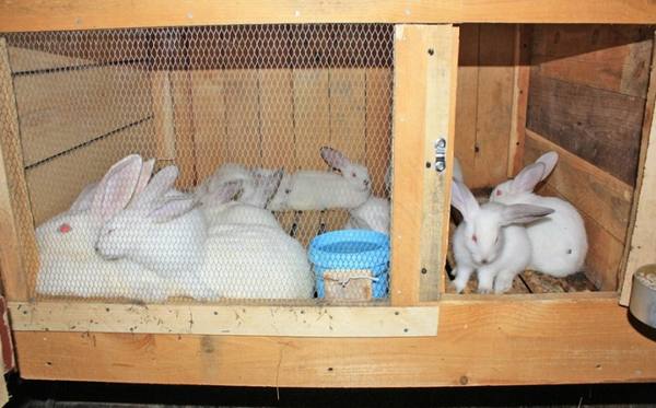 Инфекционный стоматит или просто мокрец у кроликов - фото