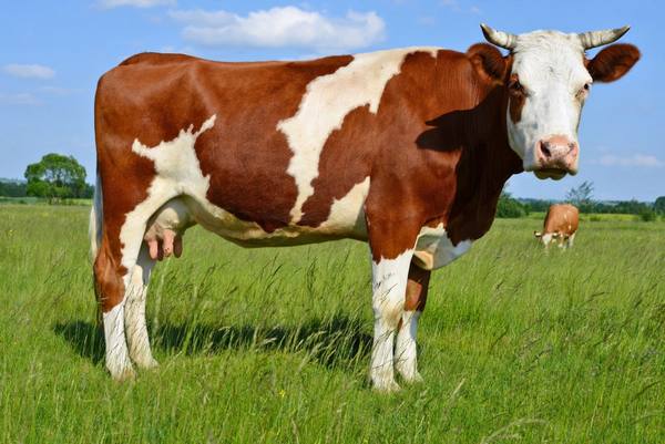 Популярные молочные породы коров - фото