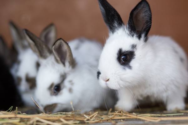 Молодые крольчата - фото