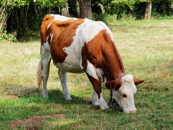 Коровы монбельярдской породы с фото