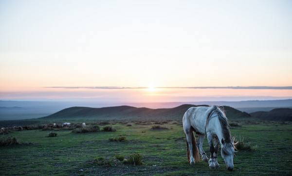 Монгольская лошадь - фото