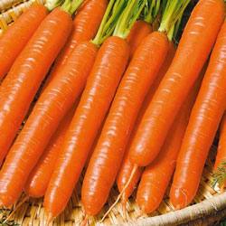 Морковь сорта Витаминная 6 - сладкий продукт с дачной грядки Описание и характеристики с фото