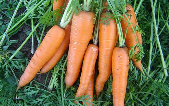 Советы по выращиванию моркови в открытом грунте и уход за растением - фото