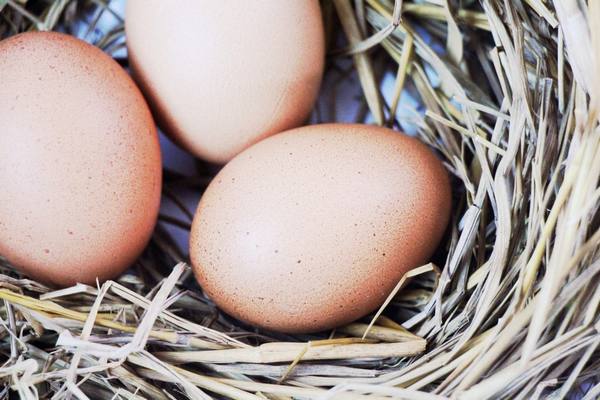 Может ли курица снести яйца без участия петуха - фото