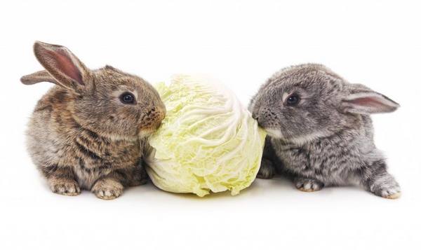 Можно ли давать кроликам капусту - фото