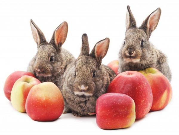 Можно ли давать кроликам яблоки - фото