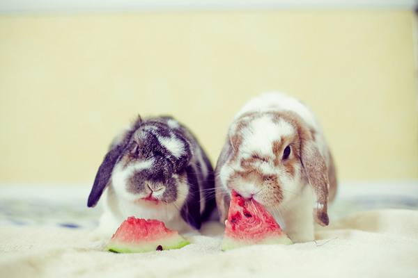 Ягоды в меню братца-кролика или чем побаловать питомца? - фото