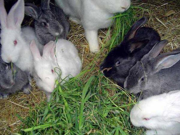 Полынь - настоящая панацея для кроликов с фото