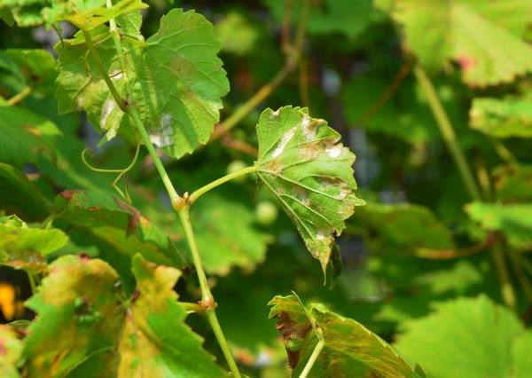 Лечение и профилактика мучнистой росы на винограде с фото
