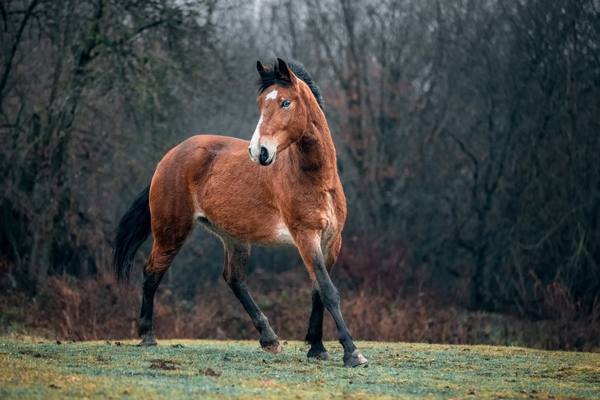 Лошадь мустанг - фото