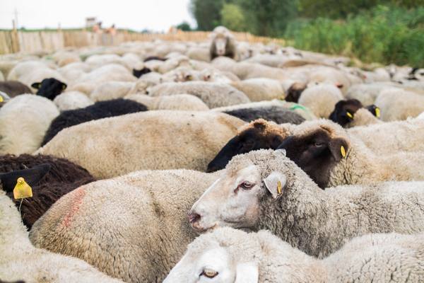Породы овец мясо-сального направления с фото