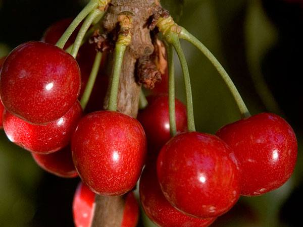 Необычные рецепты из вишни: цукаты и «пьяные вишни» с фото