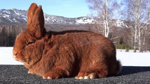 Кролики-новозеландцы и их особенности - фото