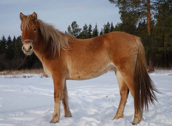 Вольные лошади башкирской земли с фото