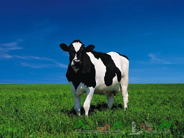 Молочный подарок из Голландии — голштинская фризская корова - фото