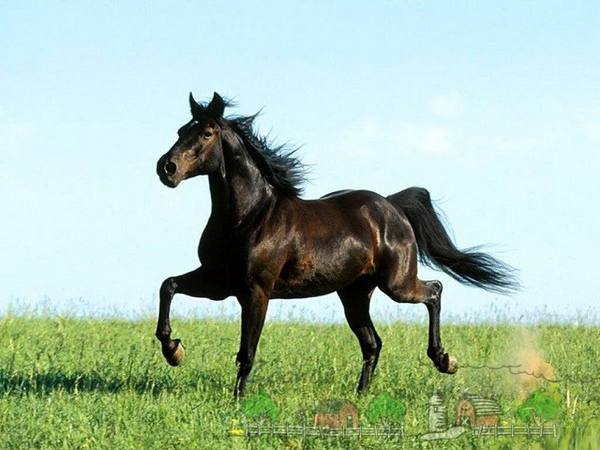 Дикие и вольные лошади Мустанги - фото