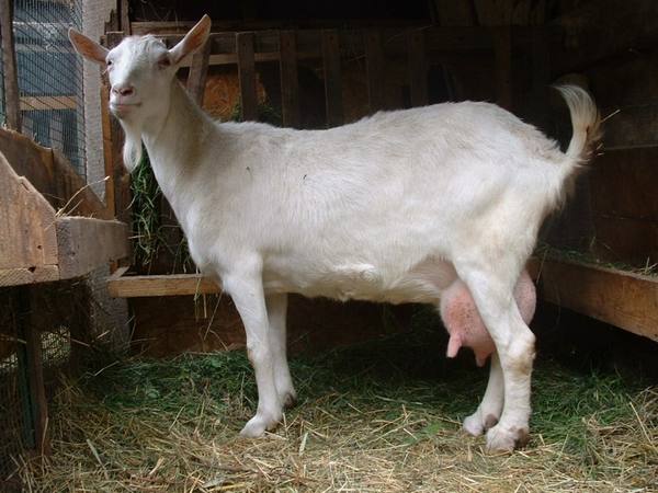 Русские козы-молочницы в домашнем хозяйстве с фото