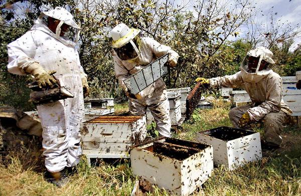 Пчеловодство в мире или как живется пчелам за границей - фото