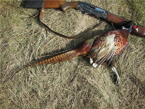 Желанная дичь для охотников всего мира - кавказский фазан - фото