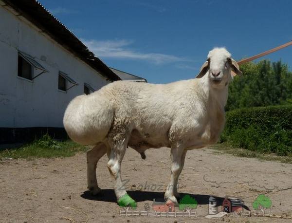 Необычные и самые крупные в мире овцы гиссарской породы с фото