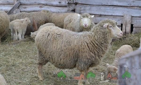 Забавные и пушистые куйбышевские овцы - фото