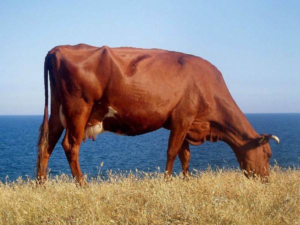 Такие разные коровы: обзор пород - фото
