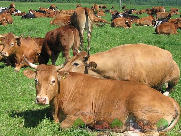 Лимузин  мясная порода коров из Франции с фото