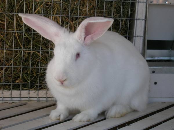 Белый великан - кролик для ценителей большого размера с фото
