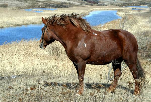 Битюги - лошади из русских сказок - фото