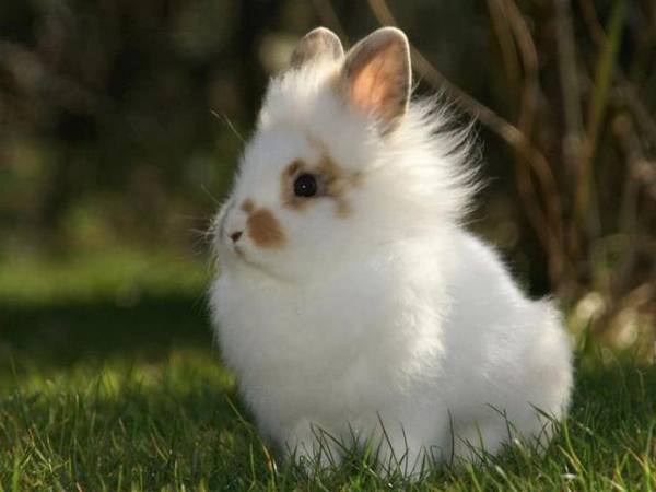 Необычный кролик с пушистой гривой - порода Львиная головка - фото