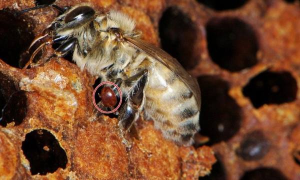 Бипин - скажем «стоп» Варроатозу у пчел с фото