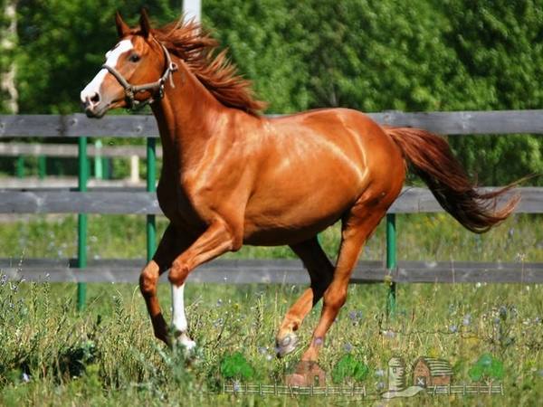 Самые красивые и знаменитые русские породы лошадей - фото