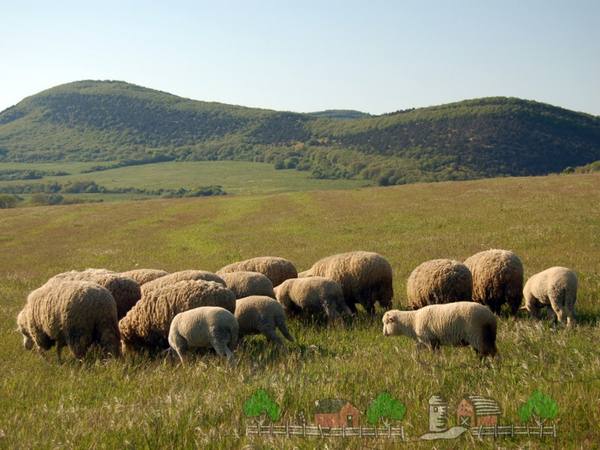 Страны-лидеры по мировому овцеводству - фото